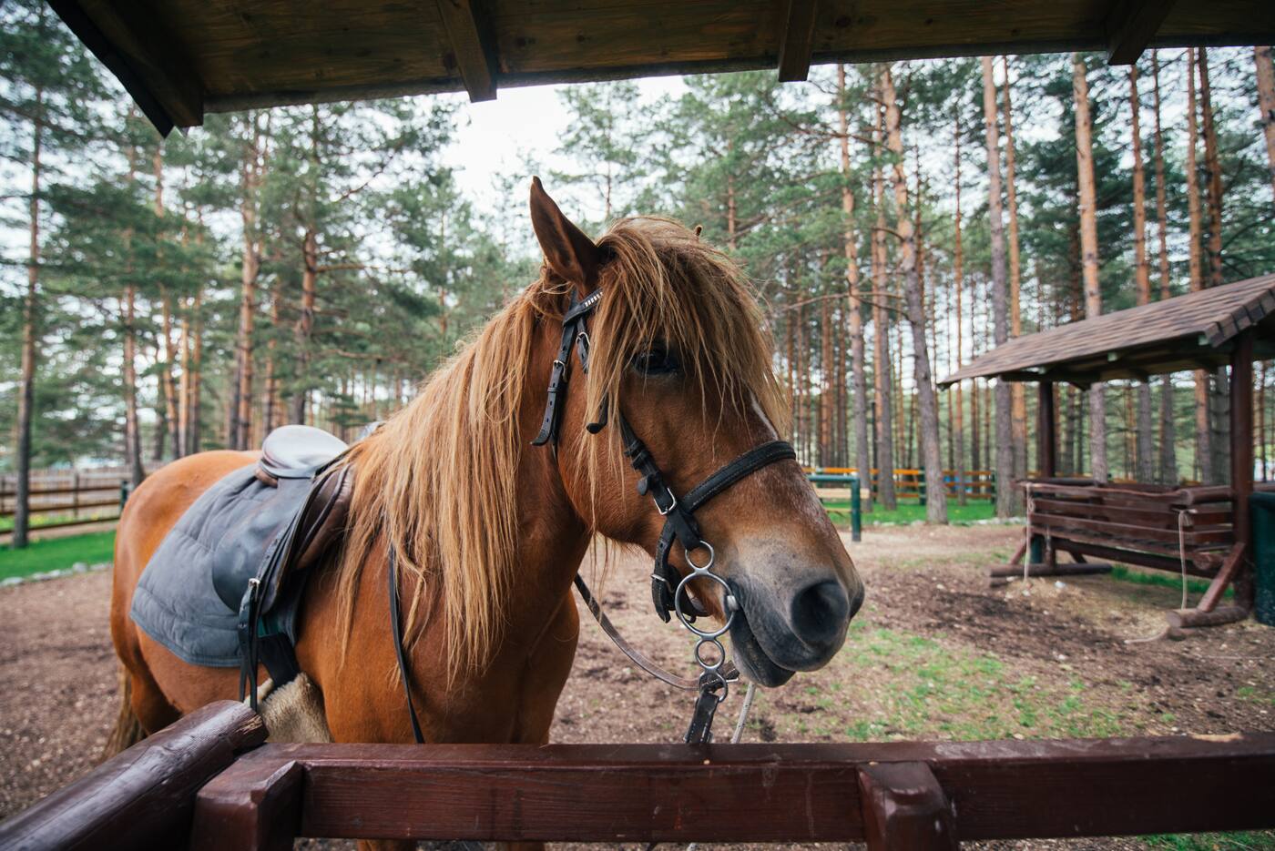A chestnut horse standing under a wooden shelter in a pine paddock, seen in three-quarter view, bridled and saddled, with a very long flaxen mane hanging down one side of its neck.
