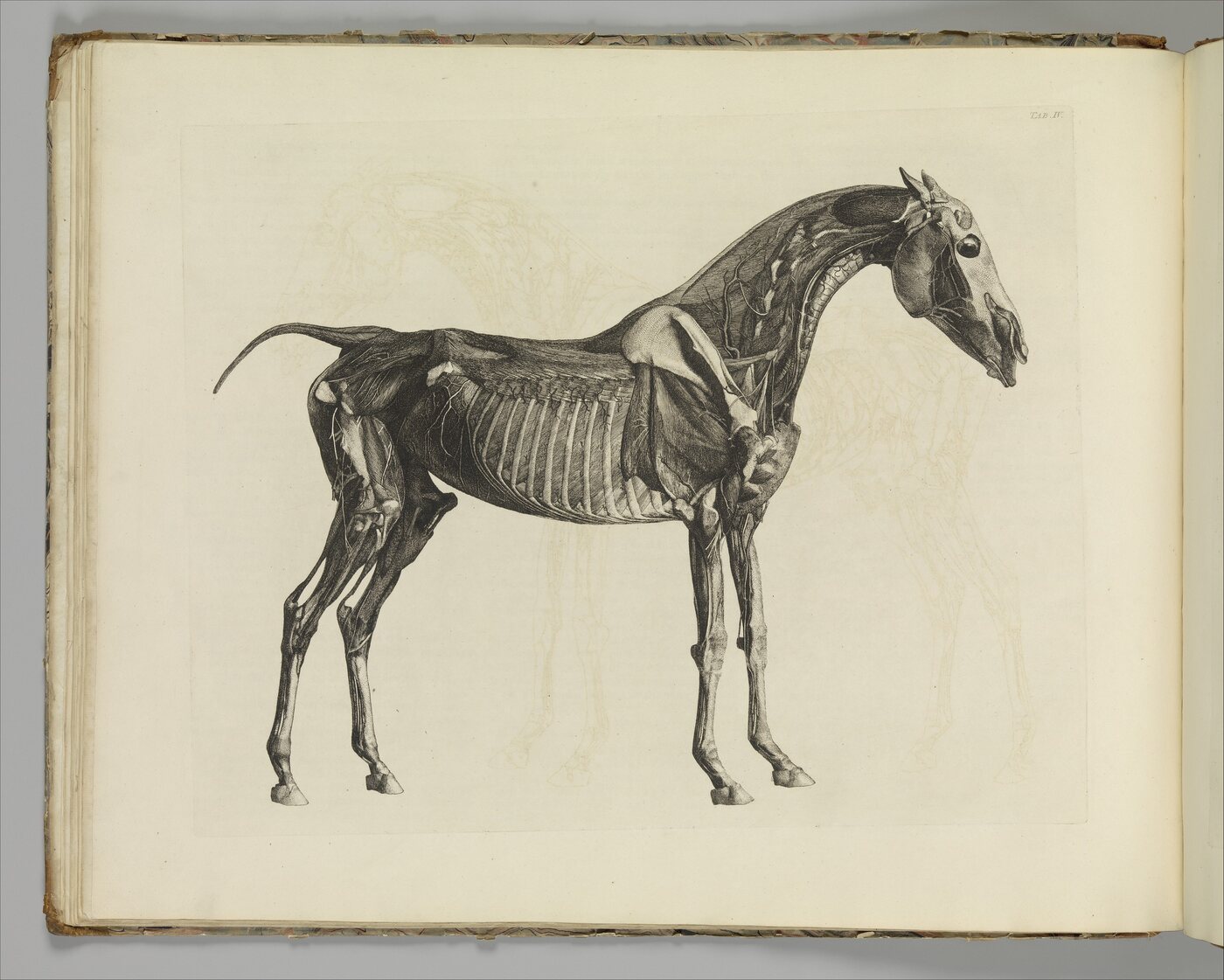 An etched plate of a complete horse skeleton in left side view, standing, the skull turned slightly toward the viewer, with the hind limb fully articulated from hip to hoof.